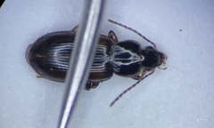 Bradycellus nigerrimus