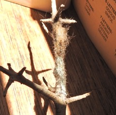 Tumicla sagenaria