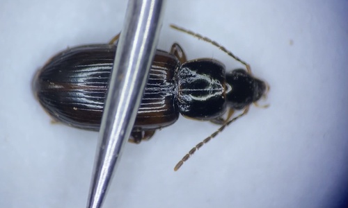 Bradycellus nigerrimus