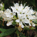 Rhododendron groenlandicum - Photo (c) Kingsbrae Garden, μερικά δικαιώματα διατηρούνται (CC BY-NC-SA)