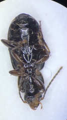 Bradycellus nigerrimus