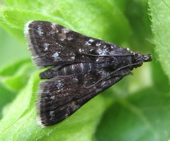 Heliothela wulfeniana