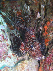 Pterois miles