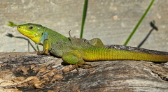 Lacerta diplochondrodes cariensis