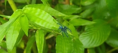 Caribena laeta