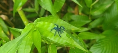 Caribena laeta