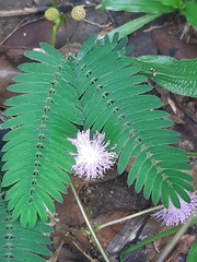 Mimosa pudica