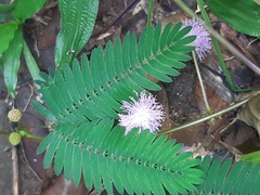 Mimosa pudica