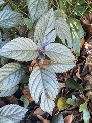 Hemigraphis alternata