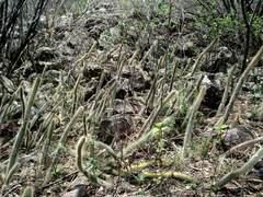 Nyctocereus serpentinus