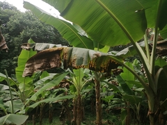 Pseudocercospora fijiensis