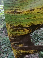 Pseudocercospora fijiensis