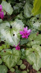 Cyclamen repandum