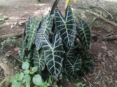 Alocasia amazonica
