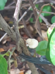 Crepidotus variabilis