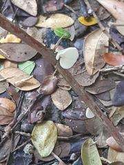 Crepidotus variabilis