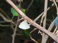 Crepidotus variabilis
