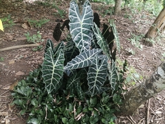 Alocasia amazonica