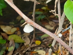 Crepidotus variabilis