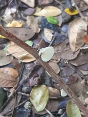 Crepidotus variabilis