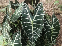 Alocasia amazonica