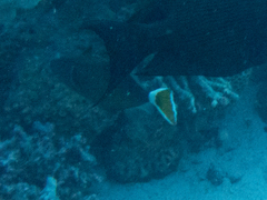 Sufflamen albicaudatum