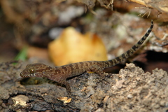 Cyrtodactylus cattienensis