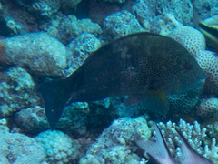 Calotomus viridescens