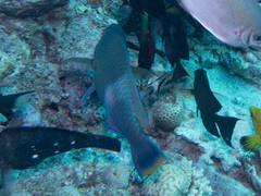 Scarus fuscopurpureus