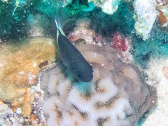 Pycnochromis dimidiatus