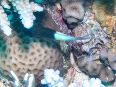 Pycnochromis dimidiatus