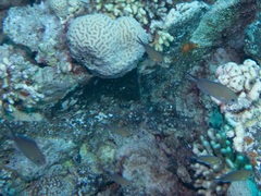 Chromis flavaxilla