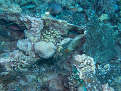 Chromis flavaxilla
