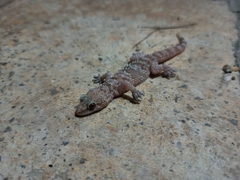 Hemidactylus turcicus