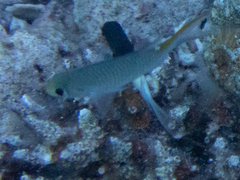 Neopomacentrus miryae