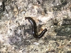 Anaulaciulus tonginus