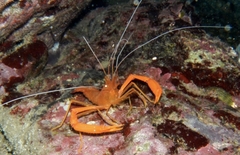 Stenopus spinosus