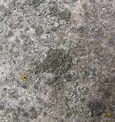 Image of Phaeophyscia nigricans