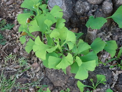 Ginkgo biloba
