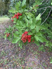 Schinus terebinthifolia