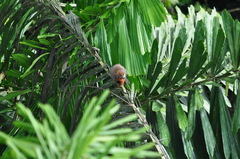 Plecturocebus discolor