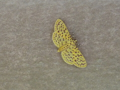 Polygrammodes eleuata