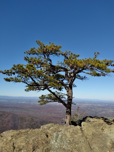 Table Mountain pine (Pinus pungens)