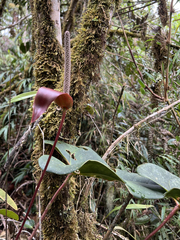 Anthurium nymphaeifolium
