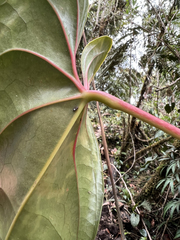 Anthurium nymphaeifolium