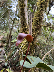 Anthurium nymphaeifolium
