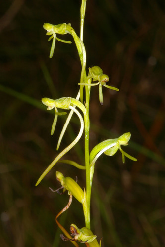 Habenaria filicornis image