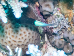 Pycnochromis dimidiatus