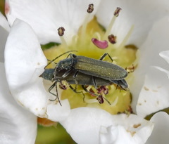 Oedemerinae