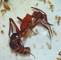 Ectatomma opaciventre